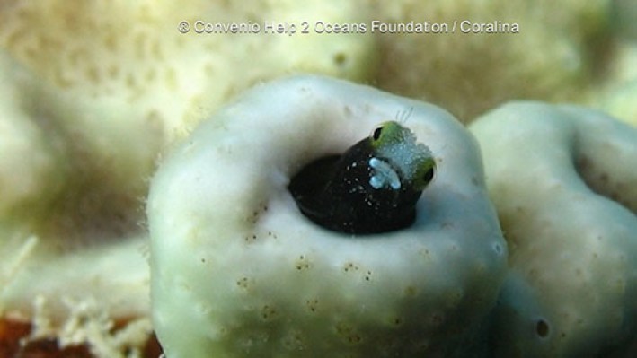 Blennies (1) - copia_13